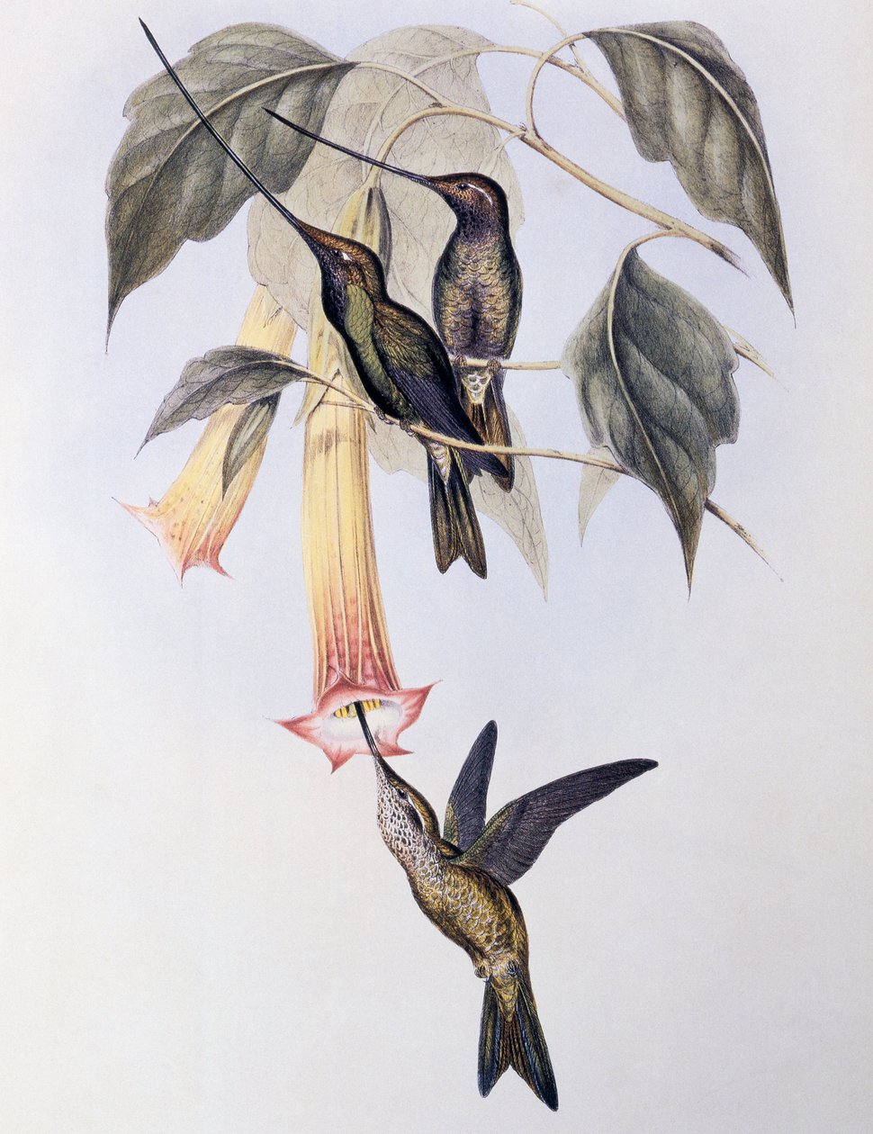 Colibrì becco a spada (Docimastes ensiferus) da John Gould