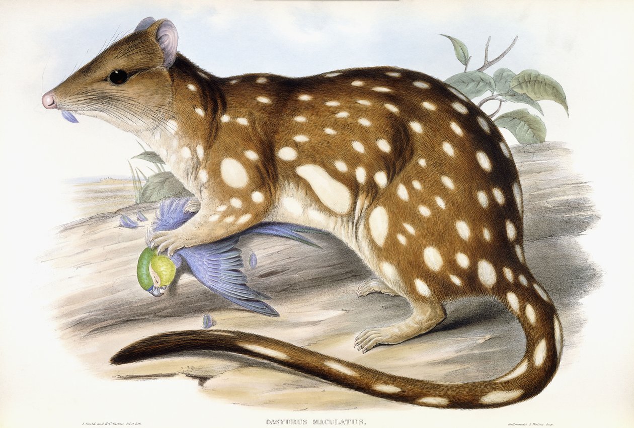 Quoll tigre da John Gould