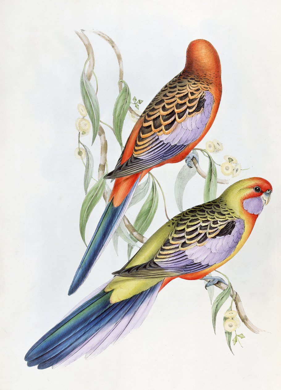 Immagine sconosciuta da John Gould