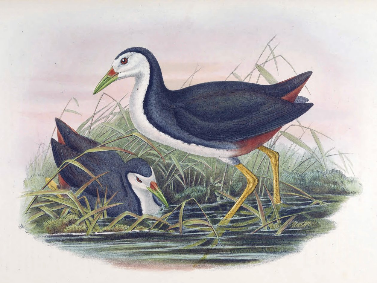 Gallinella d