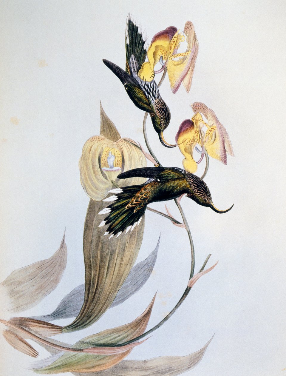 Colibrì becco a spada (Eutoxeres aquila) da John Gould