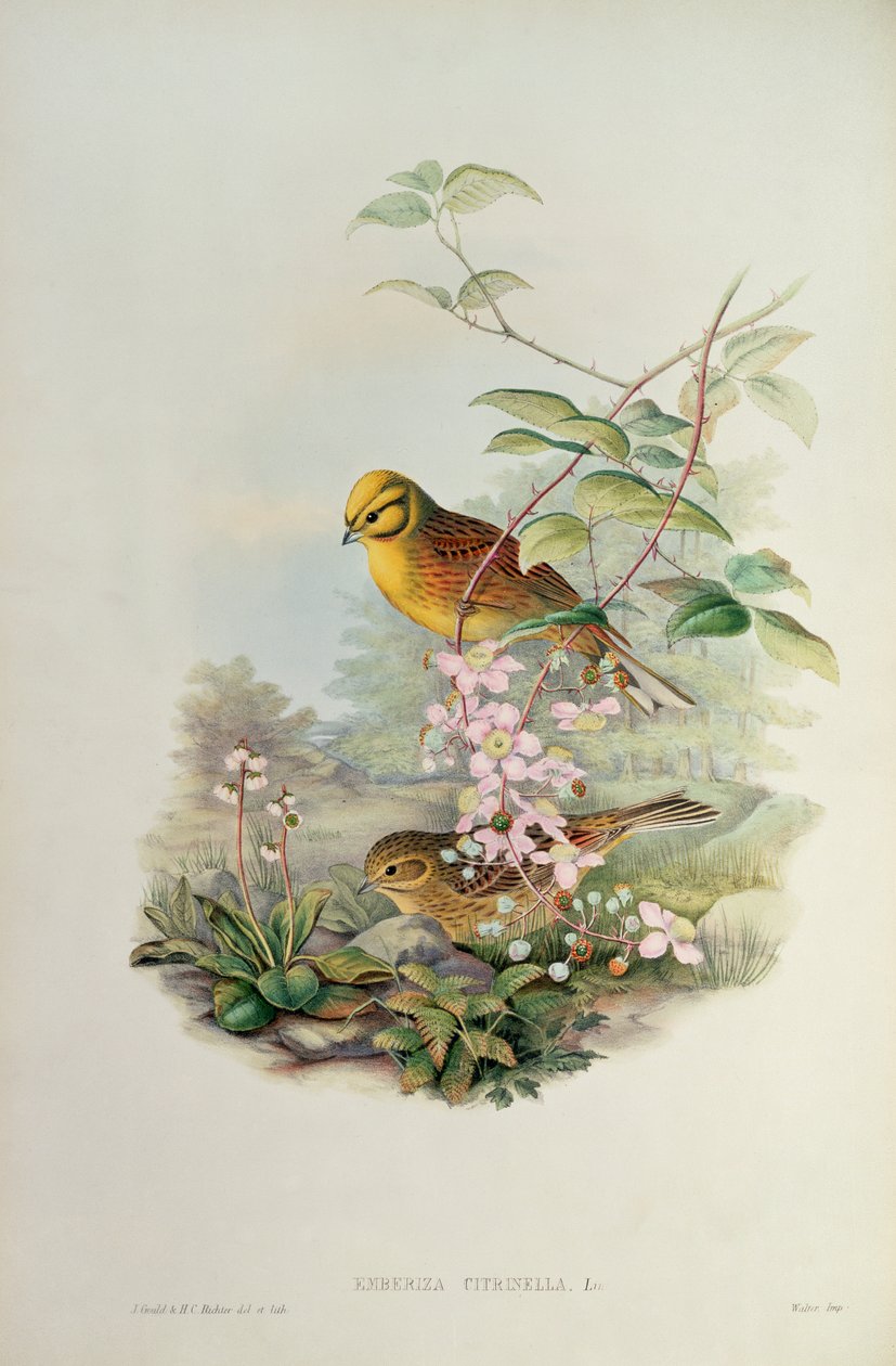 Zigolo giallo da John Gould