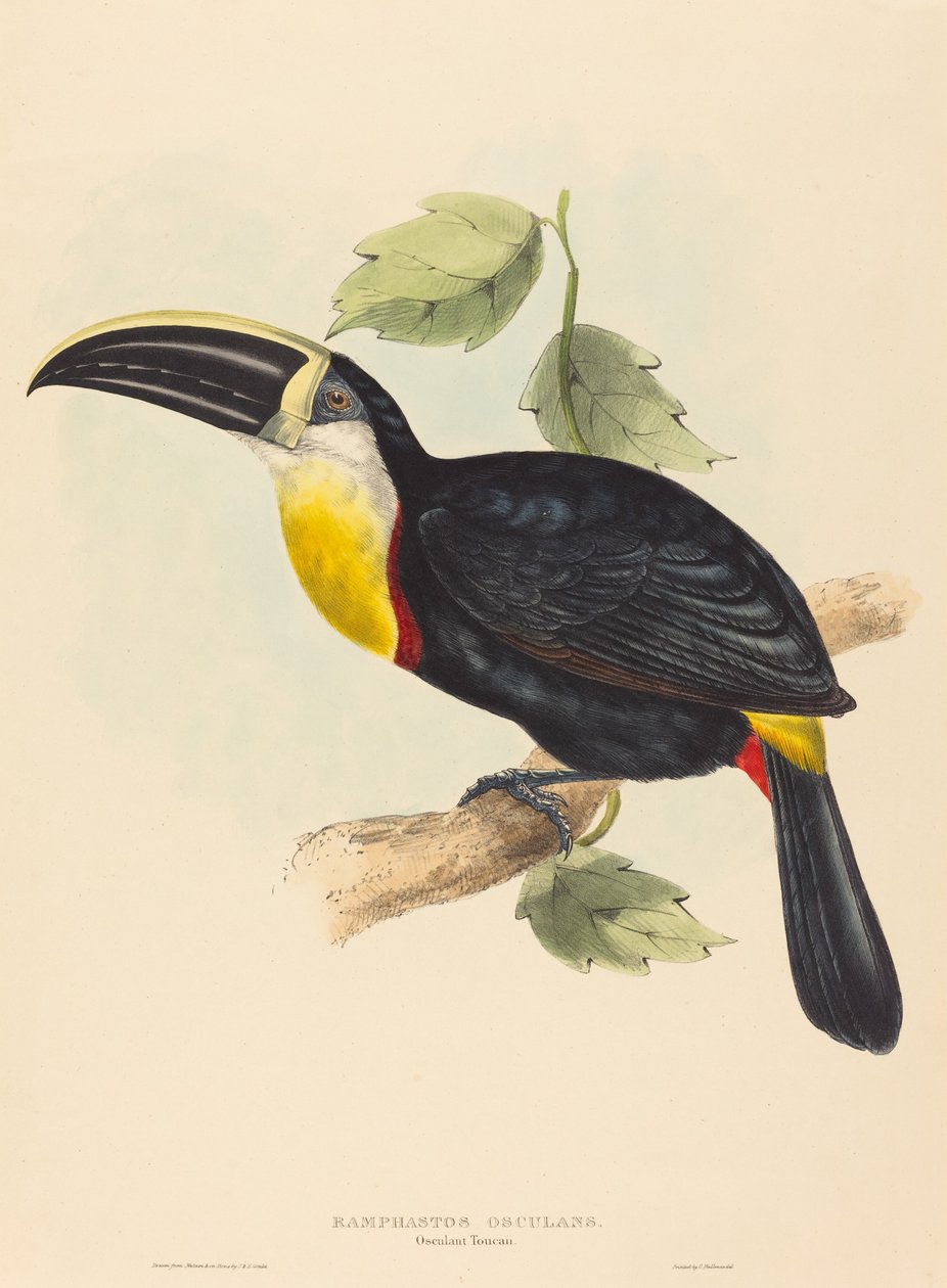 Tucano osculante (Ramphastos osculans) da John Gould and Elizabeth Gould