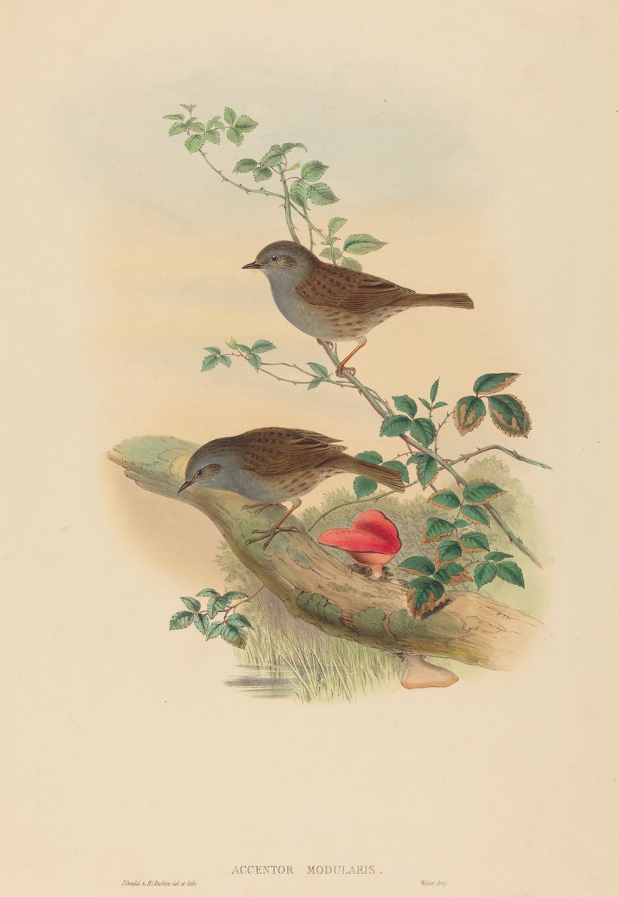 Passera scopaiola da John Gould and H.C. Richter