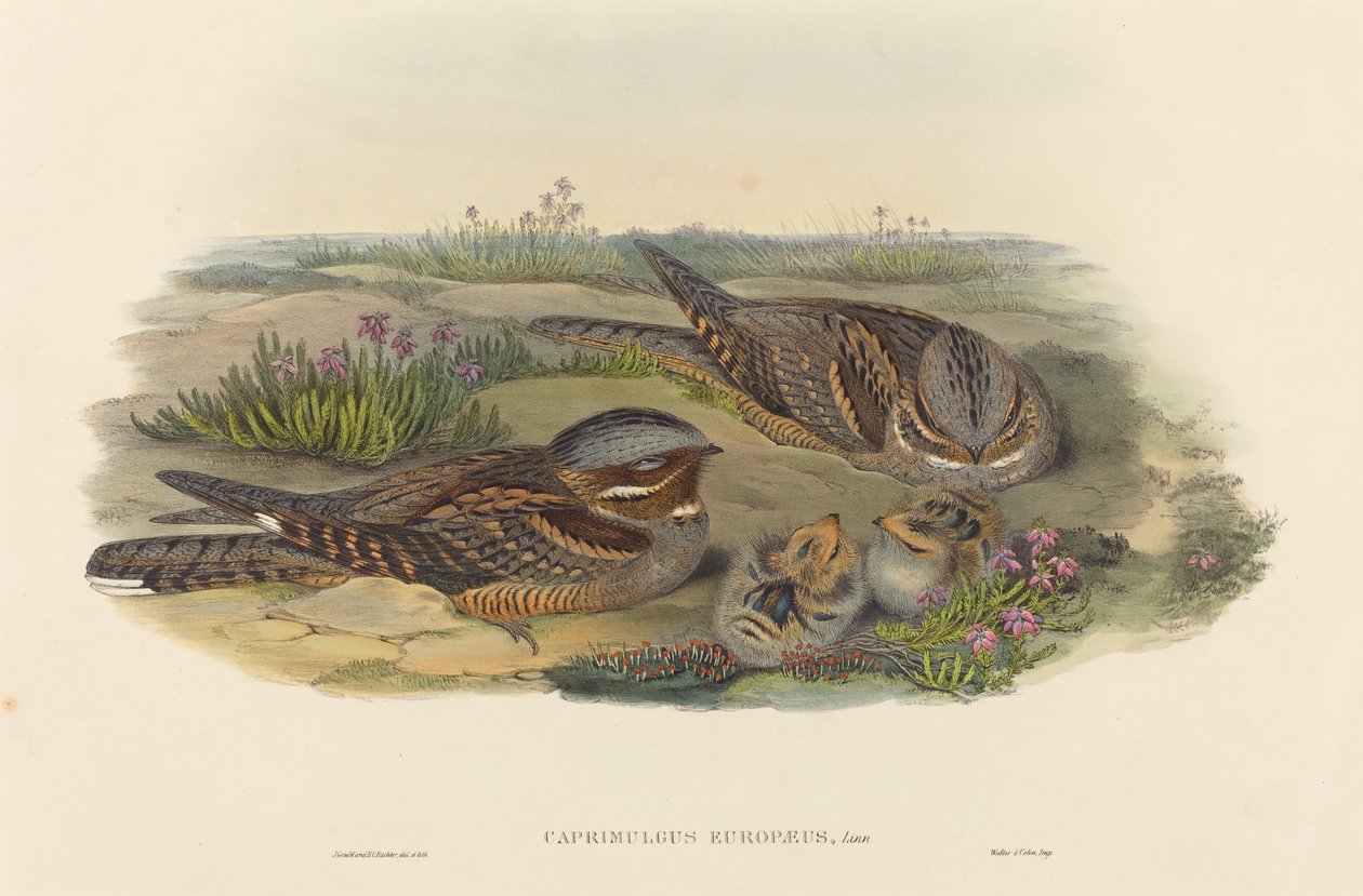 Caprimulgus europaeus (Succiacapre) da John Gould and H.C. Richter