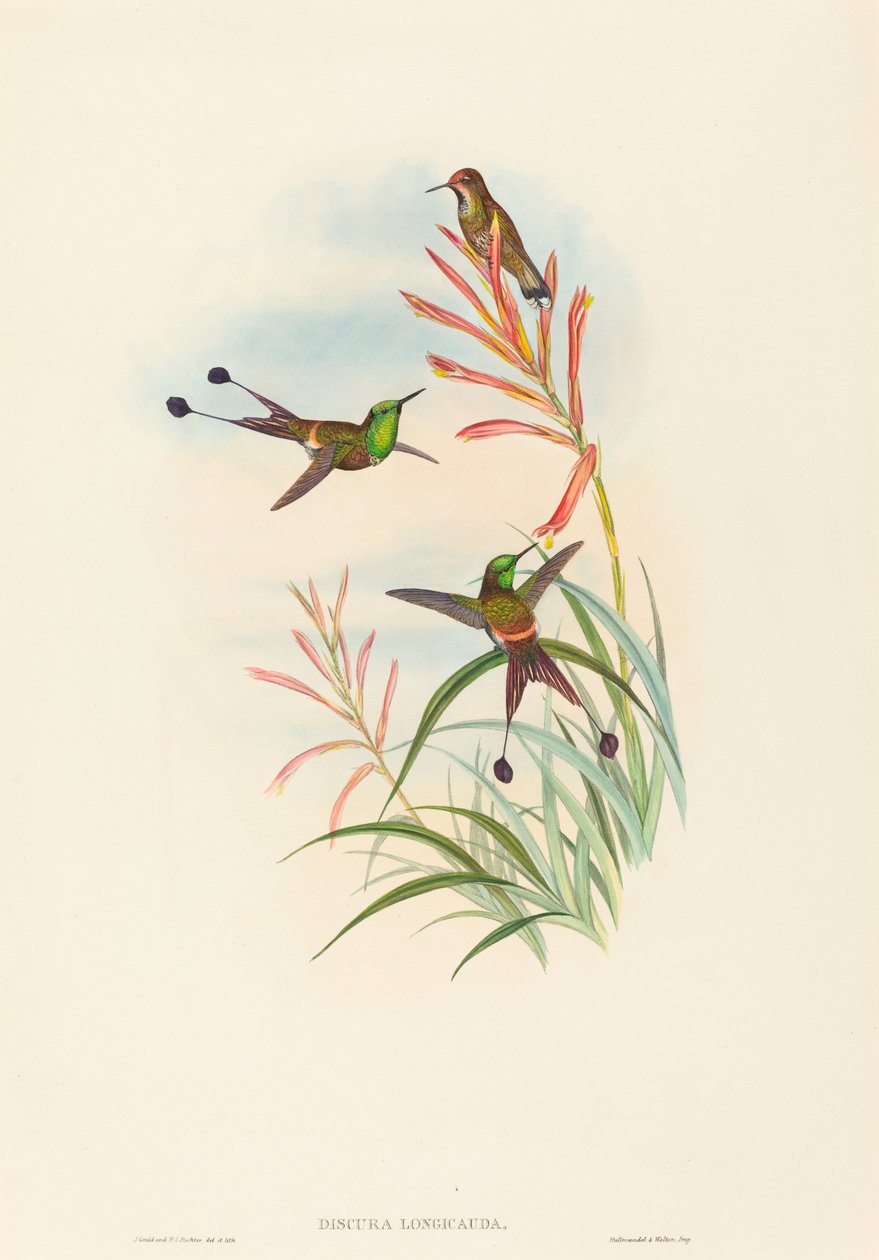 Discura longicauda (Coda a racchetta) da John Gould and H.C. Richter