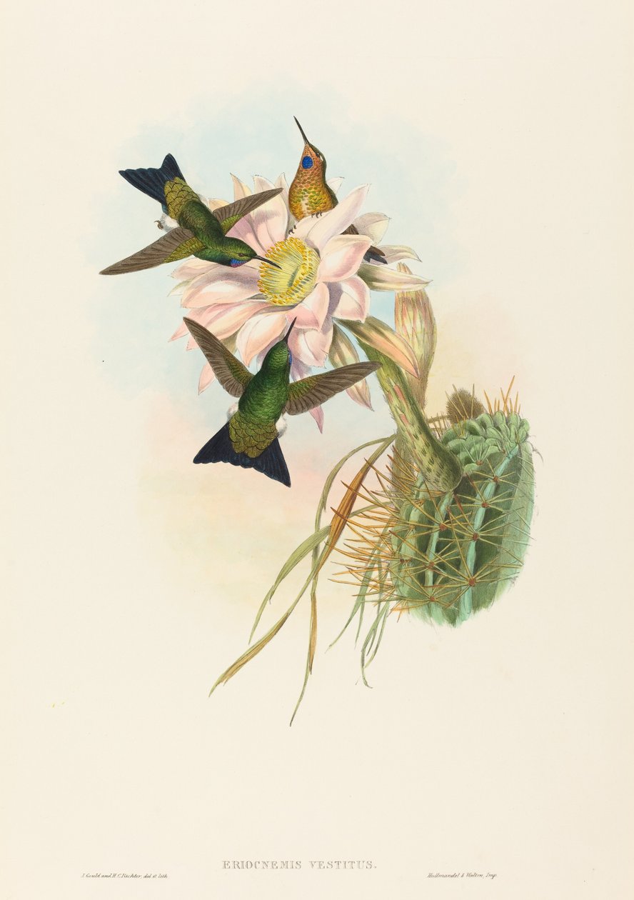 Eriocnemis vestitus (Glowing Puff-Leg) da John Gould and H.C. Richter
