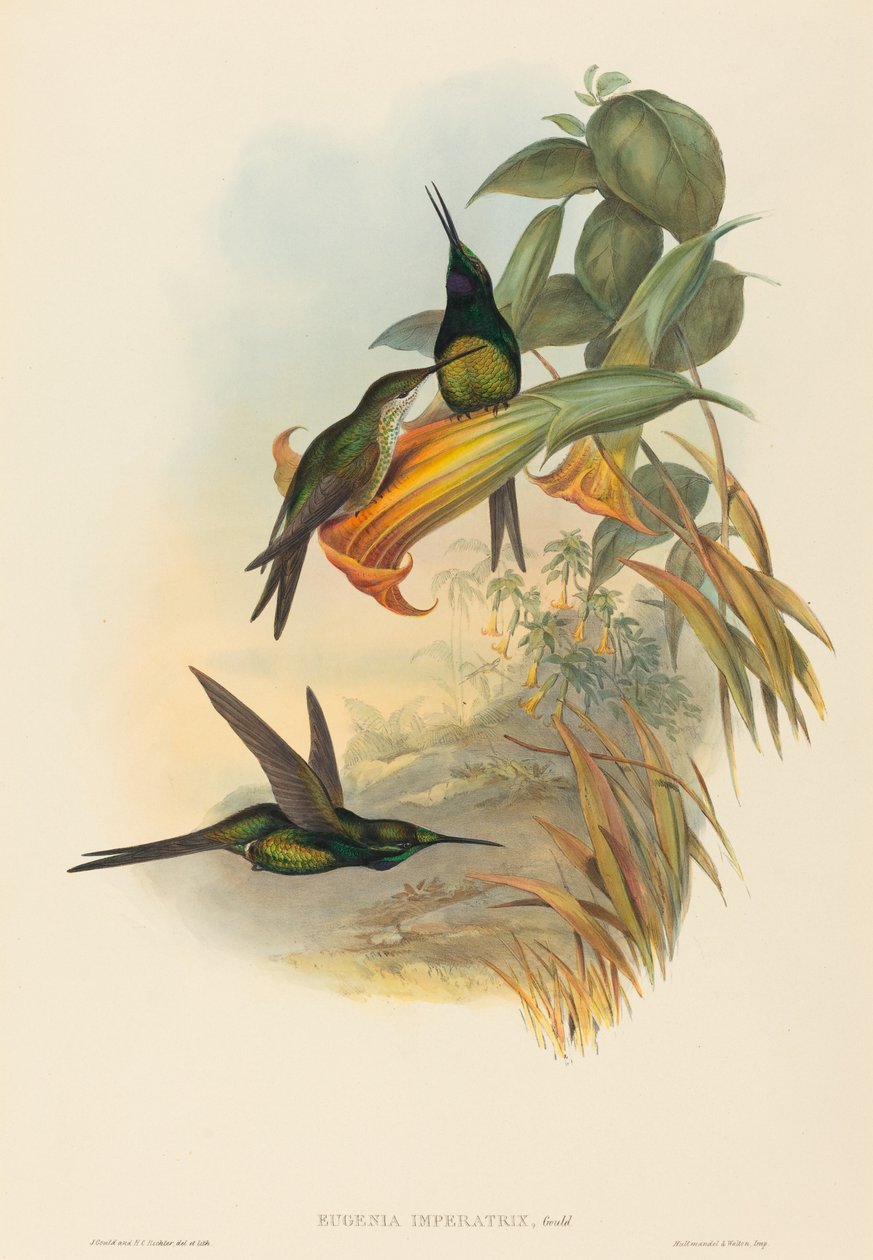Eugenia imperatrix (Colibrì imperatrice) da John Gould and H.C. Richter