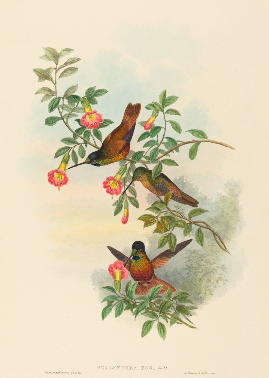 Helianthea eos (Stella dorata) da John Gould and H.C. Richter