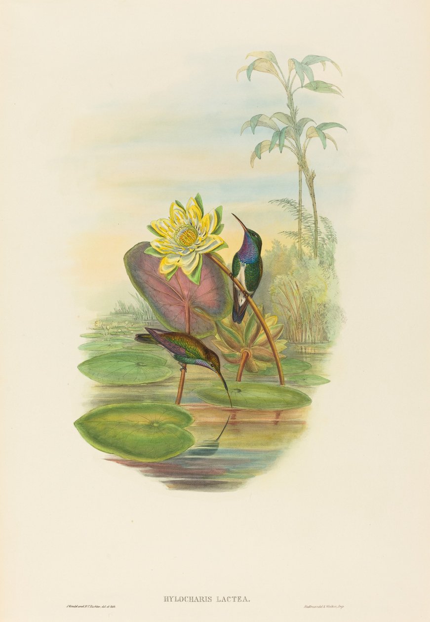 Hylocharis lactea (Smeraldo dal petto zaffiro) da John Gould and H.C. Richter