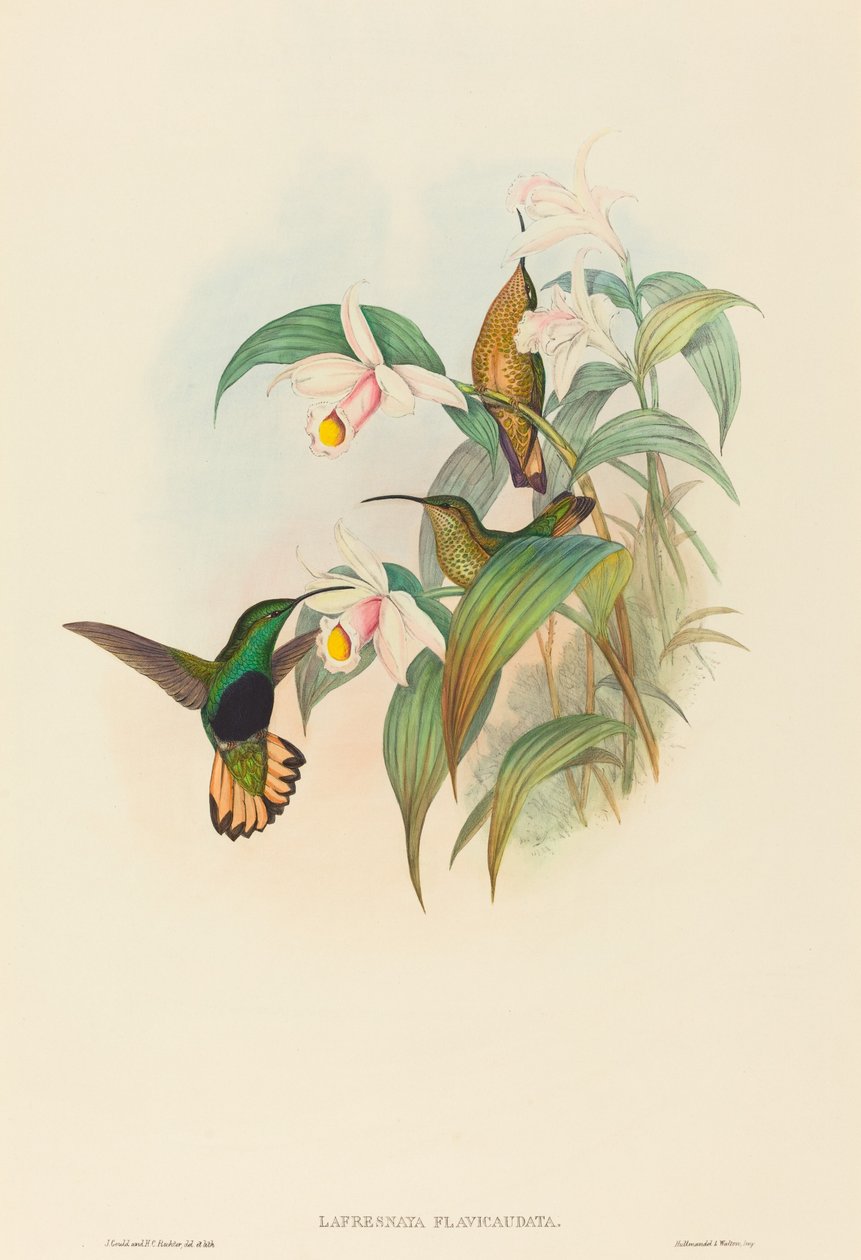 Lafresnaya flavicaudata (Petto di velluto dalla coda buffa) da John Gould and H.C. Richter