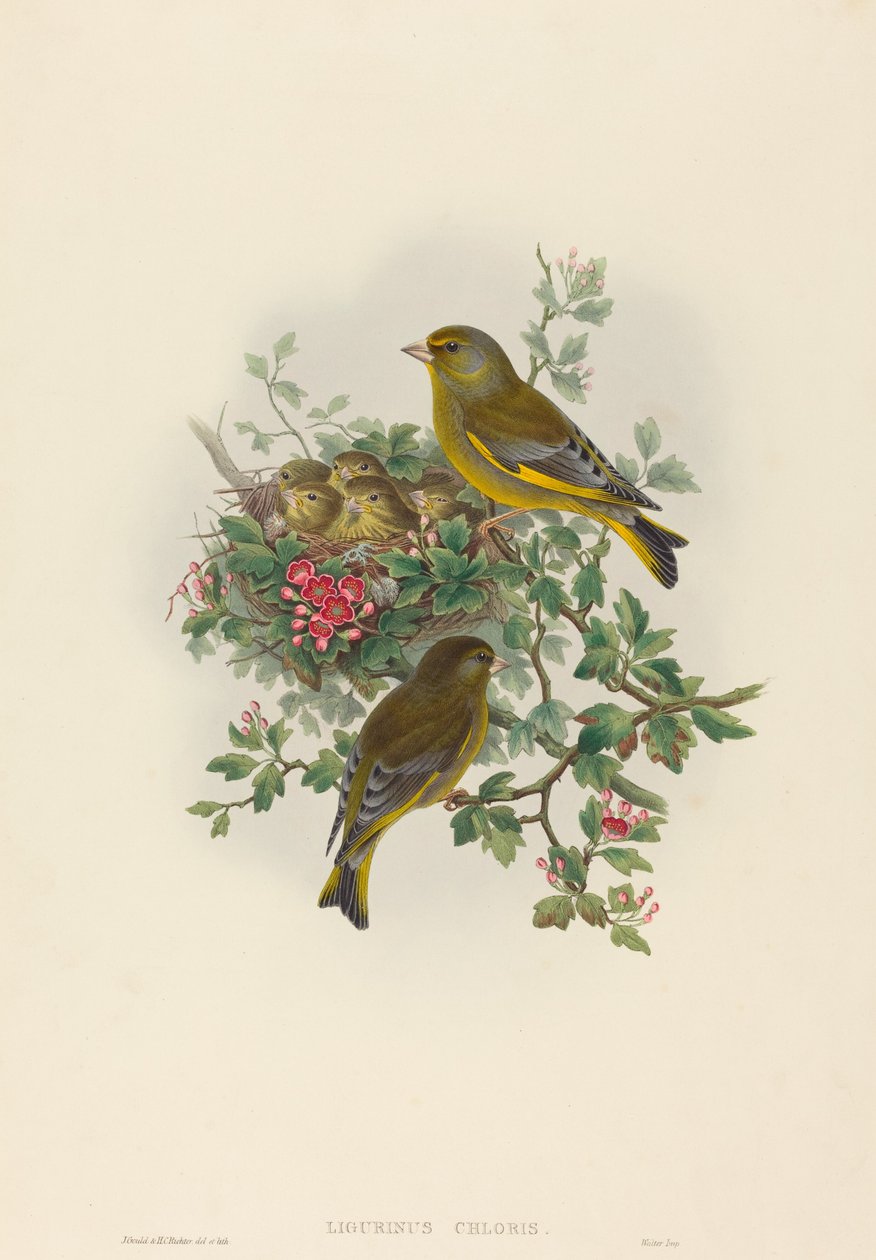 Verdone (Ligurinus chloris) da John Gould and H.C. Richter