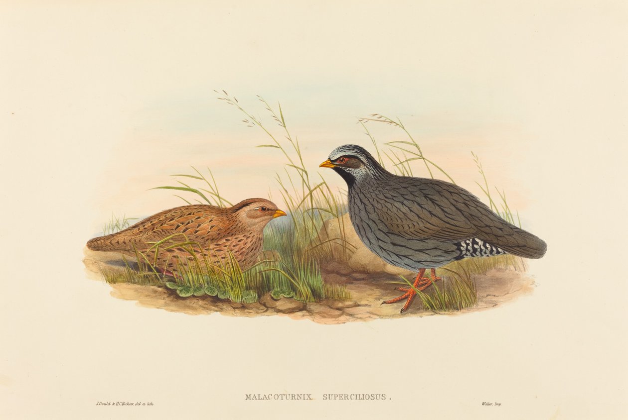 Malacoturnix superciliosus (Quaglia di montagna) da John Gould and H.C. Richter