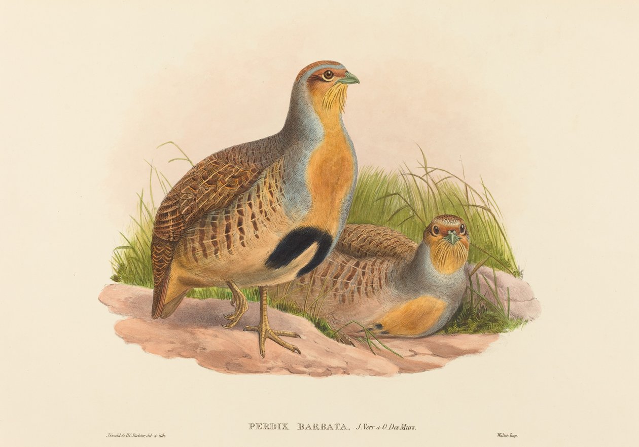 Perdix barbata (Pernice di Dauria) da John Gould and H.C. Richter