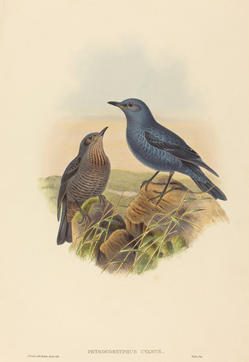 Petrocossyphus cyanus (Merlo azzurro) da John Gould and H.C. Richter