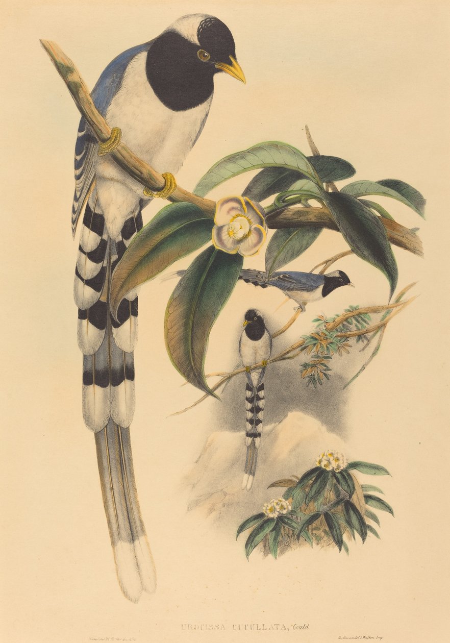 Urocissa cucullata da John Gould and H.C. Richter