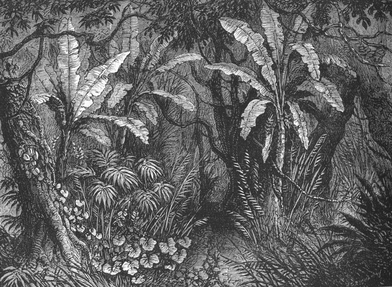 Nel bosco, c1880 da John Greenaway