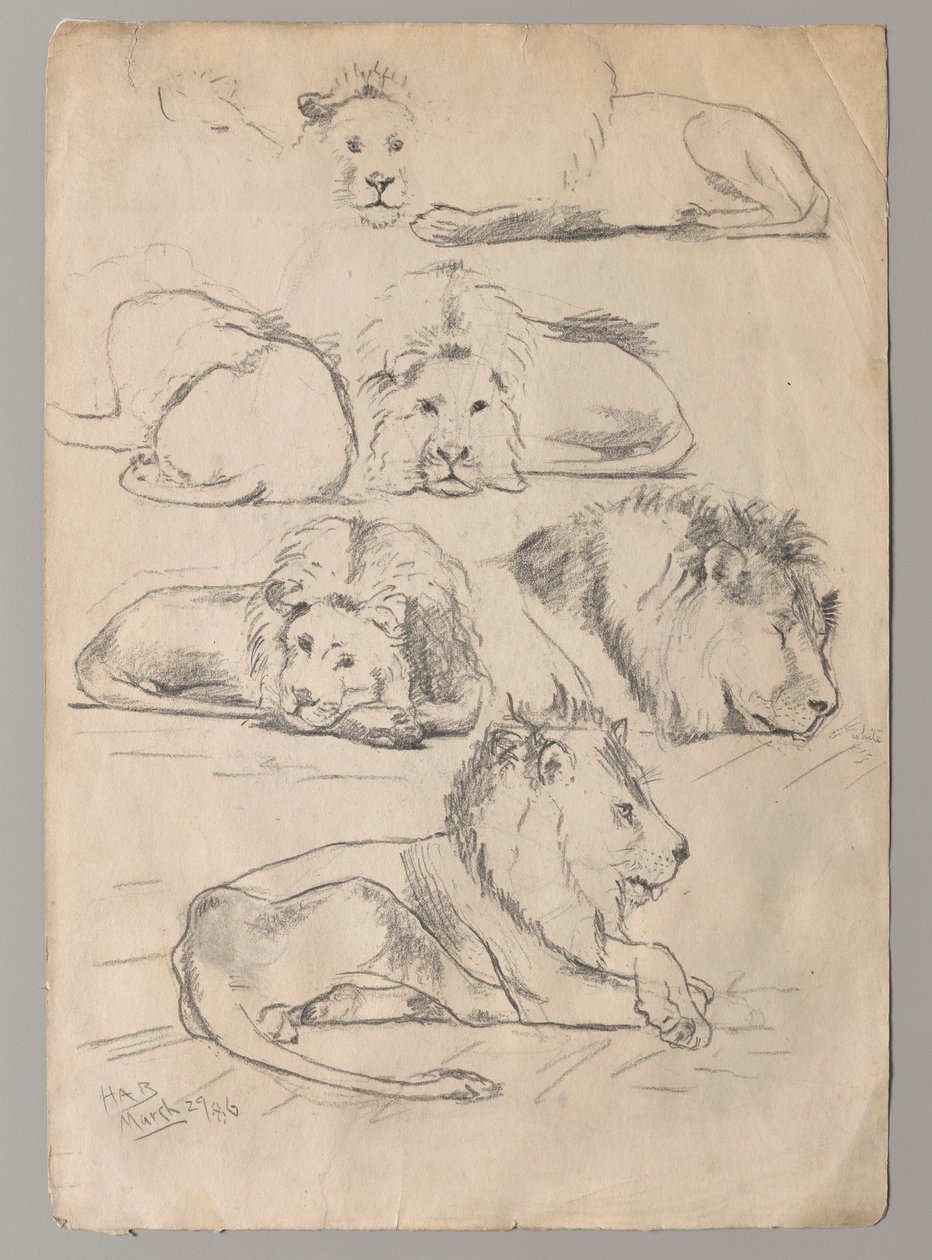 Studi di leoni da John Haberle