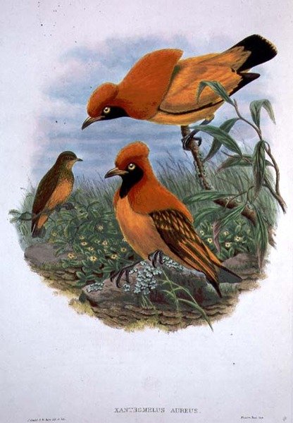 Xanthomelus Aureus da John and Hart William Gould
