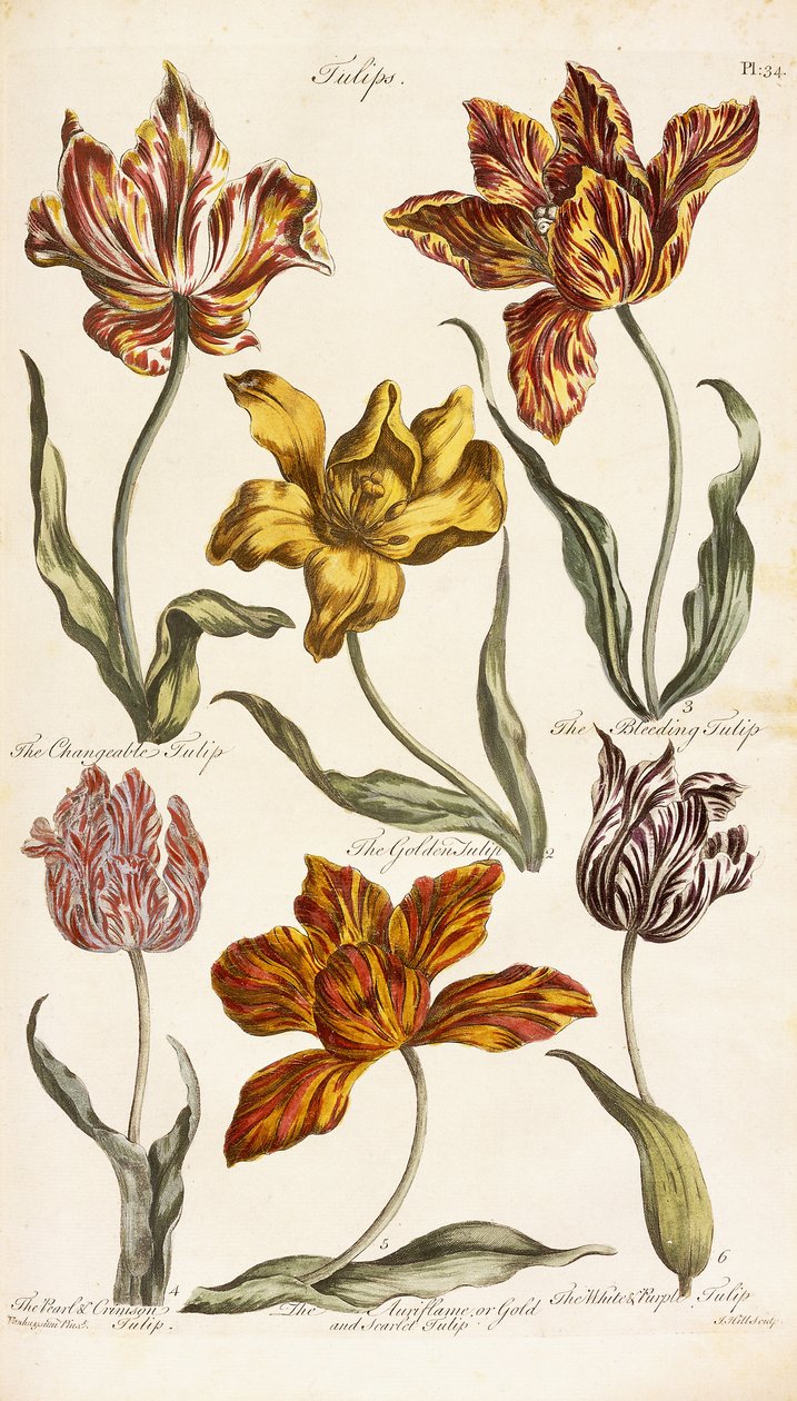Tulipani, 1842 da John Hill