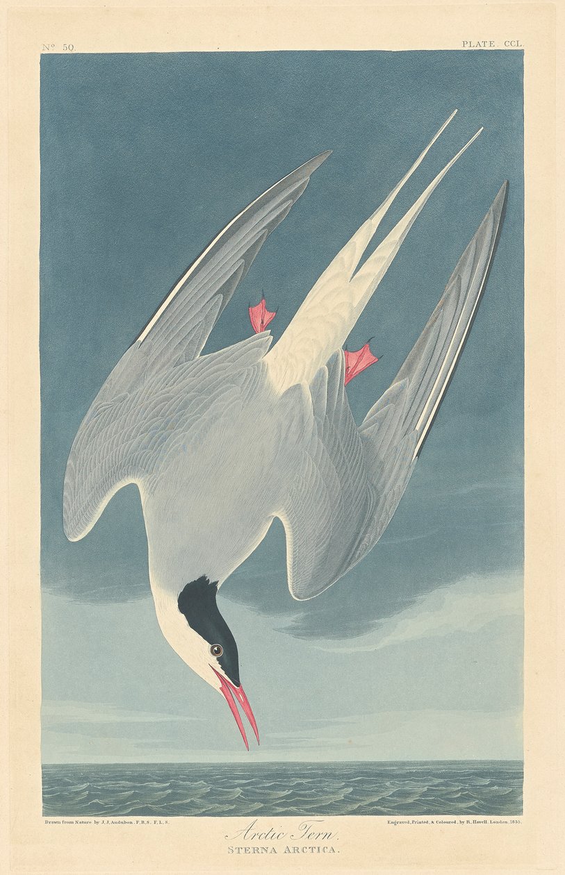 Sterna artica da John James (after) Audubon