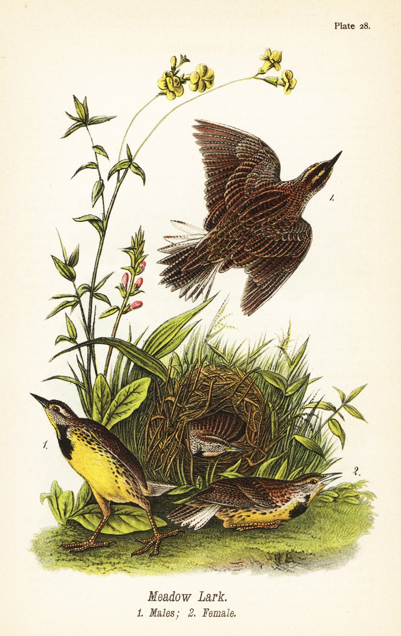 Allodola orientale, Sturnella magna da John James (after) Audubon