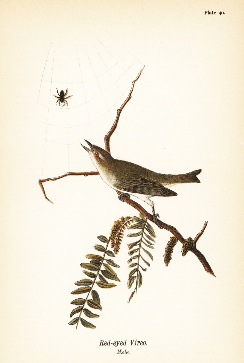 Vireo dagli occhi rossi, maschio da John James (after) Audubon