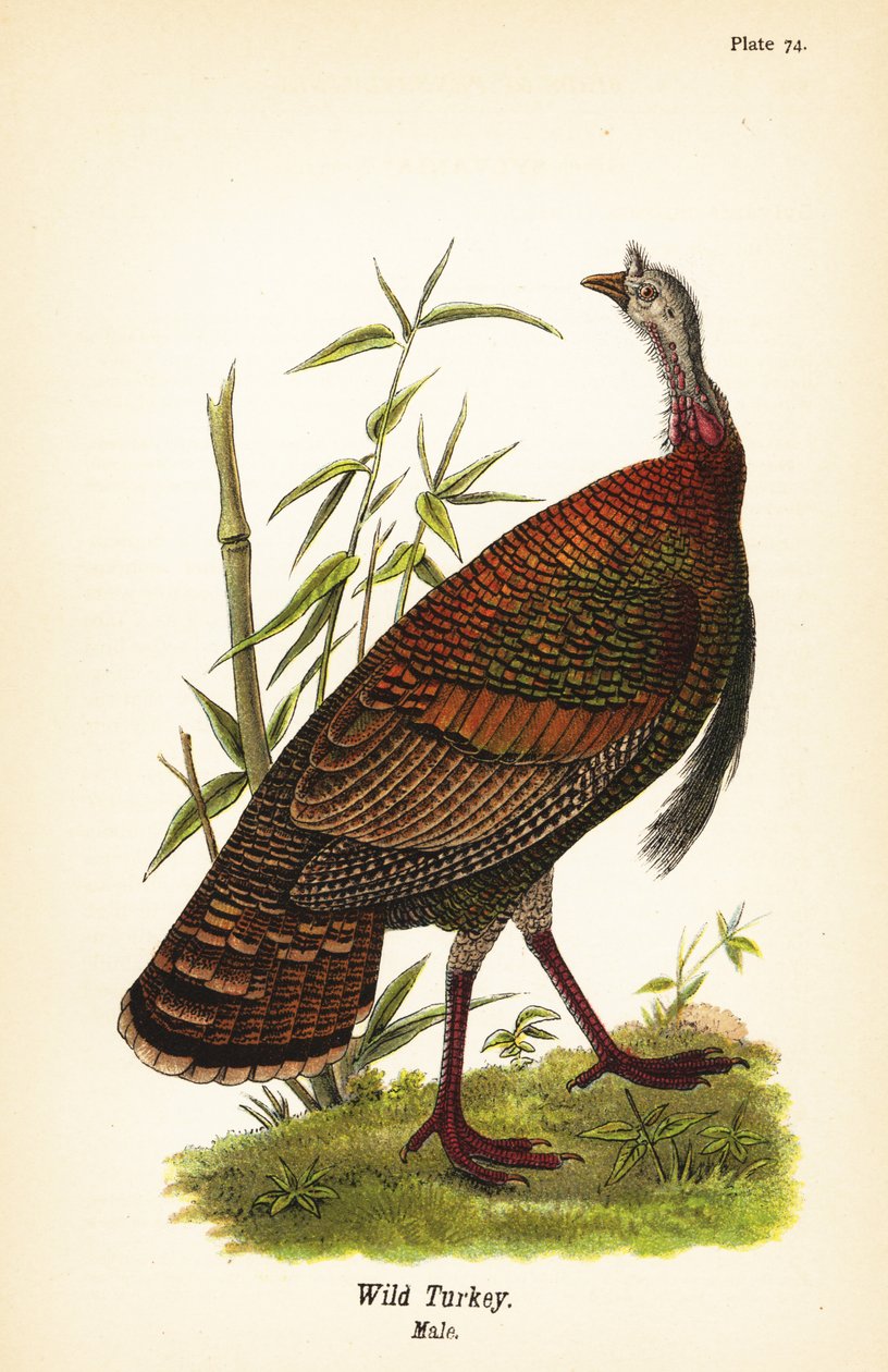 Tacchino selvatico, Meleagris gallopavo, maschio da John James (after) Audubon