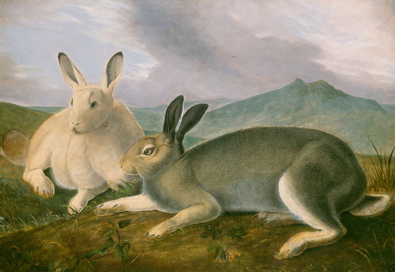 Lepre artica da John James Audubon