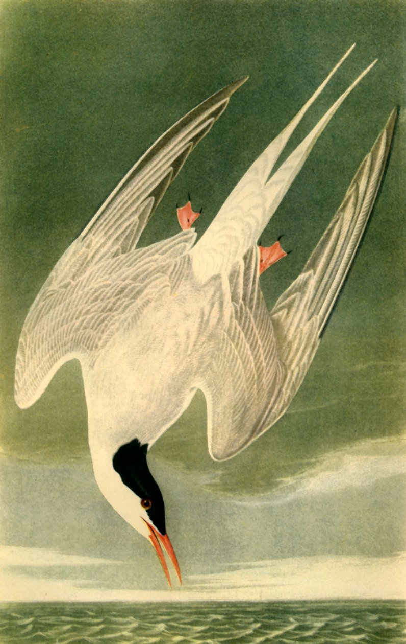 Sterna artica, 1835, 1942 da John James Audubon
