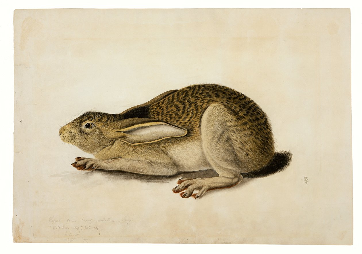 Lepre dalla coda nera da John James Audubon