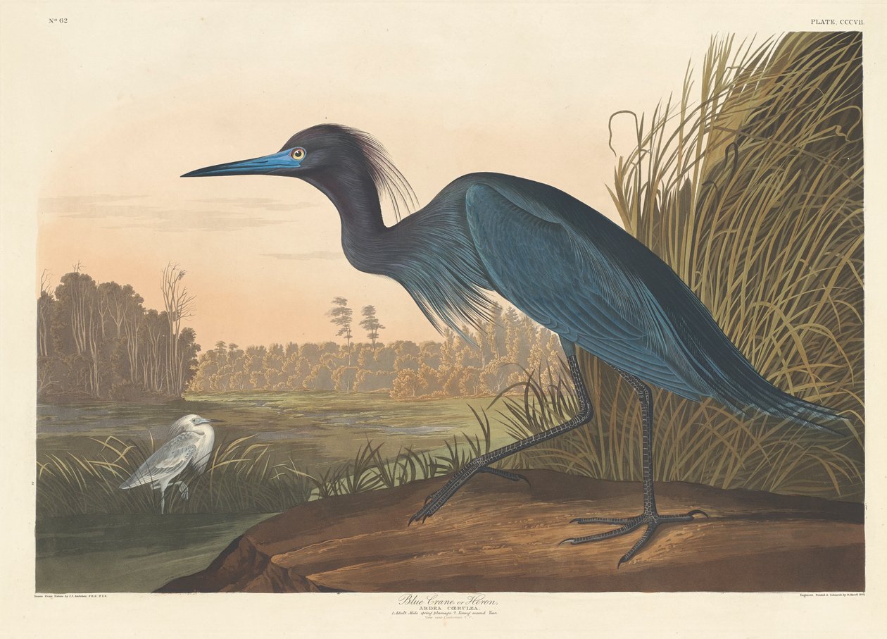 Gru Azzurra o Airone, 1836 da John James Audubon