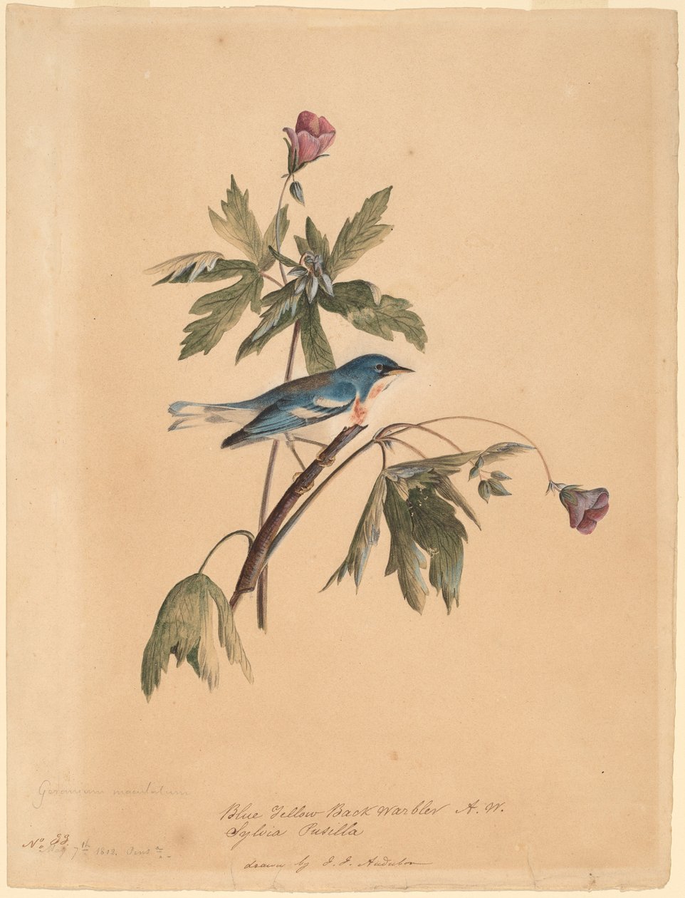 Parula Dorso Giallo da John James Audubon