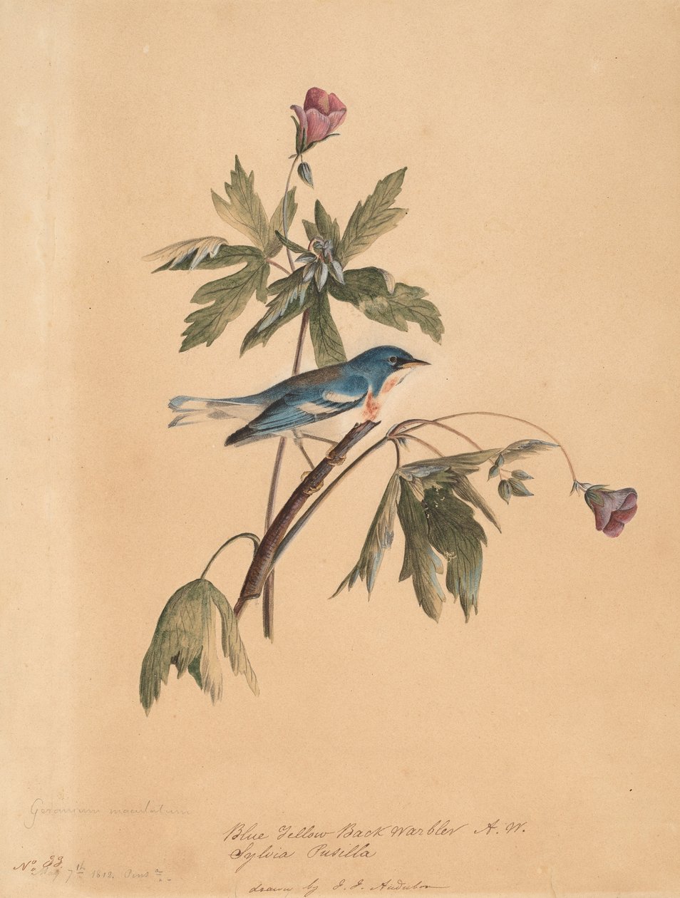 Parula blu e gialla da John James Audubon