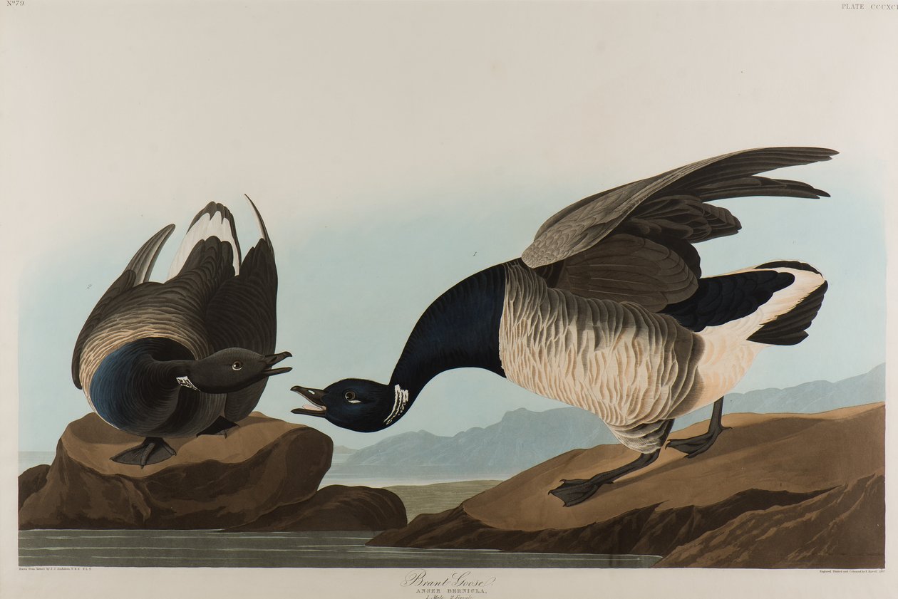 Oca brant, 1837 da John James Audubon