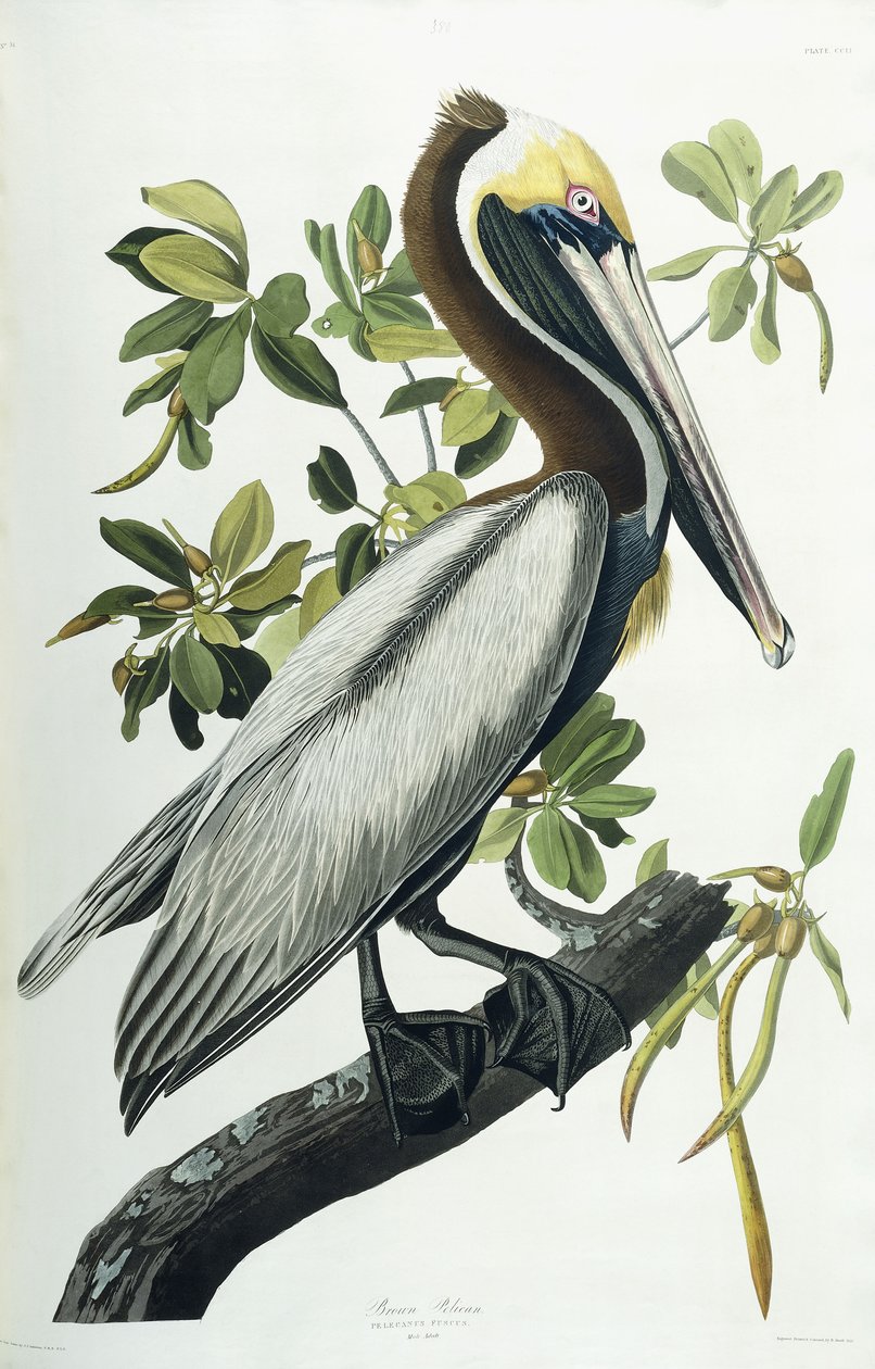 Pellicano bruno, 1835 da John James Audubon