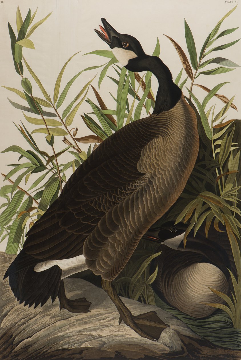 Oca canadese, 1827-1838 da John James Audubon