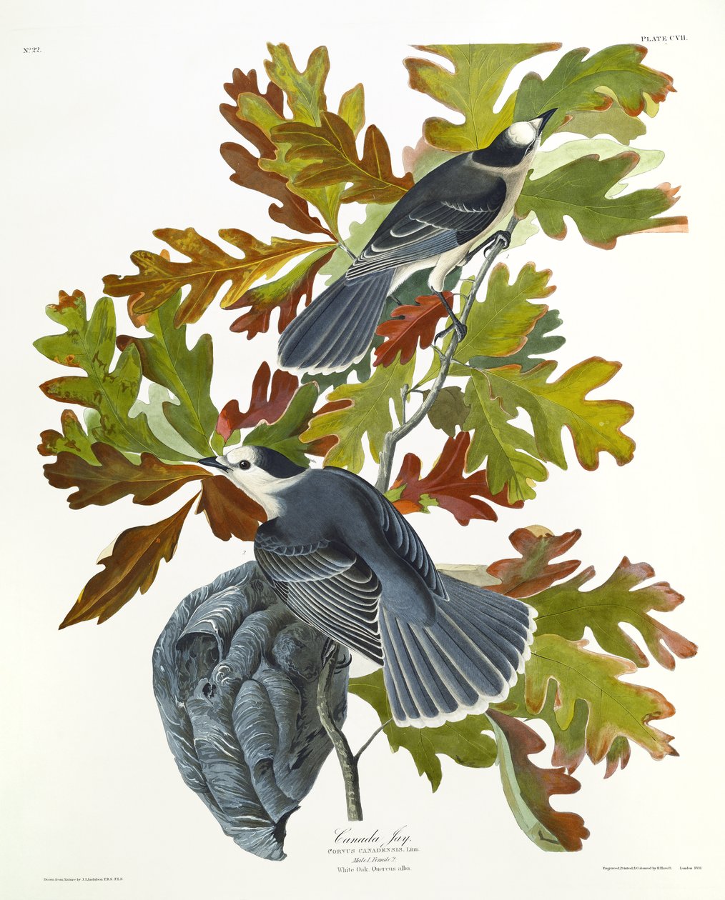 Ghiandaia Canadese da John James Audubon