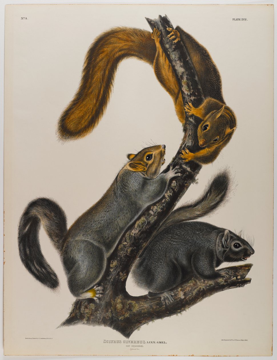 Scoiattolo gatto da John James Audubon