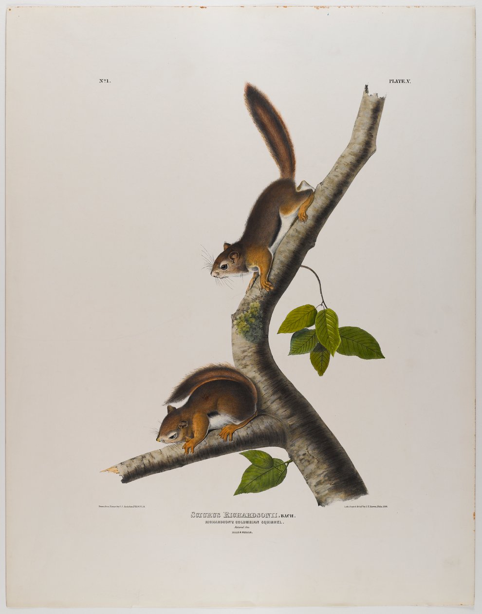 Scoiattolo colombiano da John James Audubon
