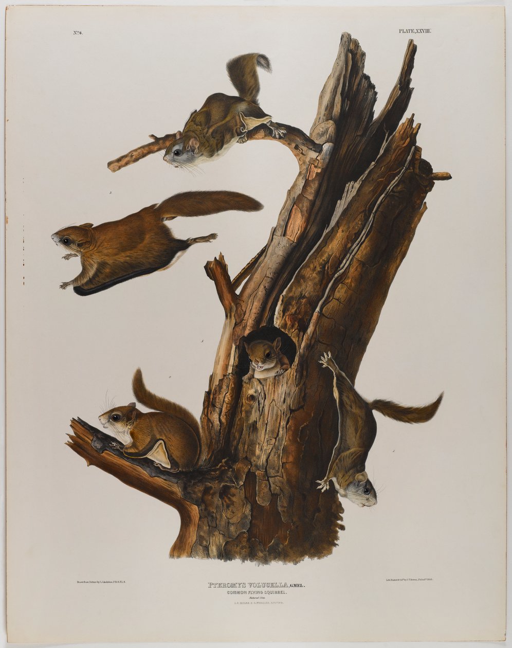 Scoiattolo volante comune da John James Audubon