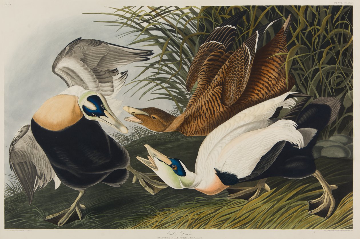 Anatra edredone, 1835 da John James Audubon