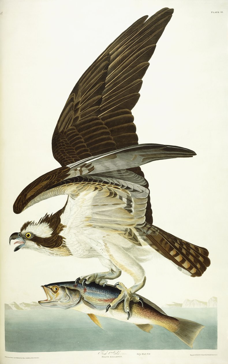Falco pescatore, 1830 da John James Audubon