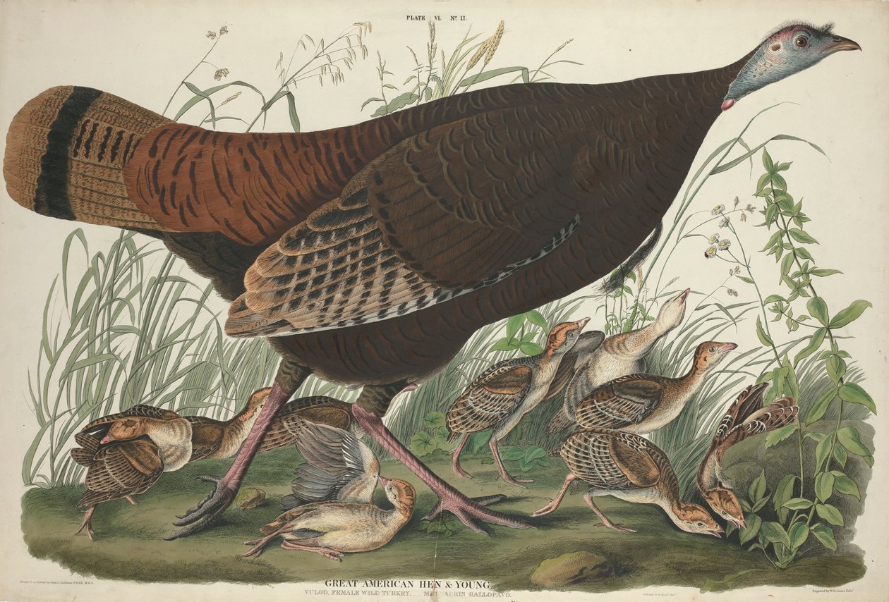 Grande Gallina Americana e Giovani, 1827 da John James Audubon