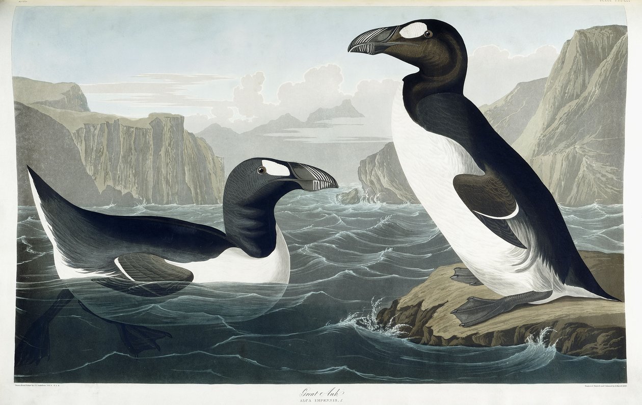 Grande alca, 1836 da John James Audubon