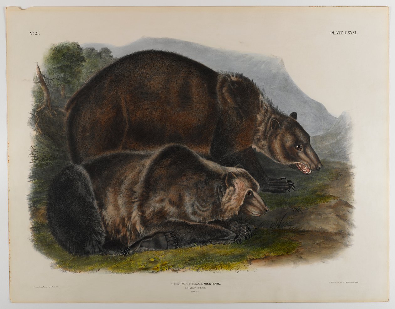 Orso grizzly da John James Audubon