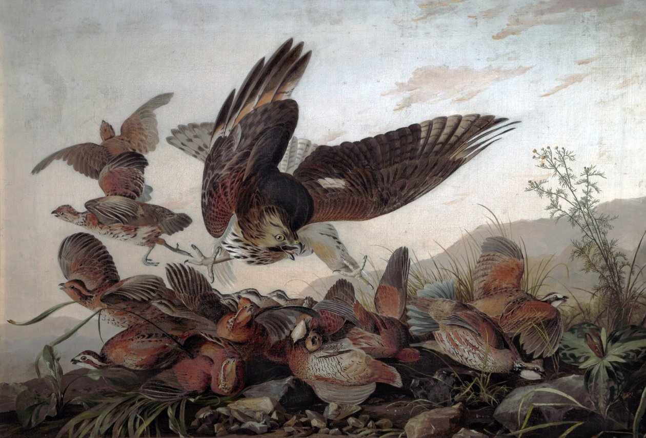 Falchi che attaccano pernici, 1826 da John James Audubon