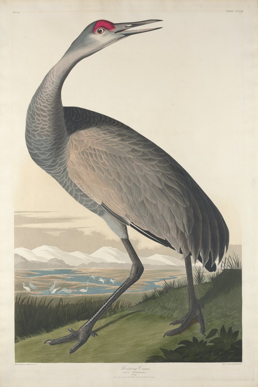 Gru Che Fiscia, 1835 da John James Audubon