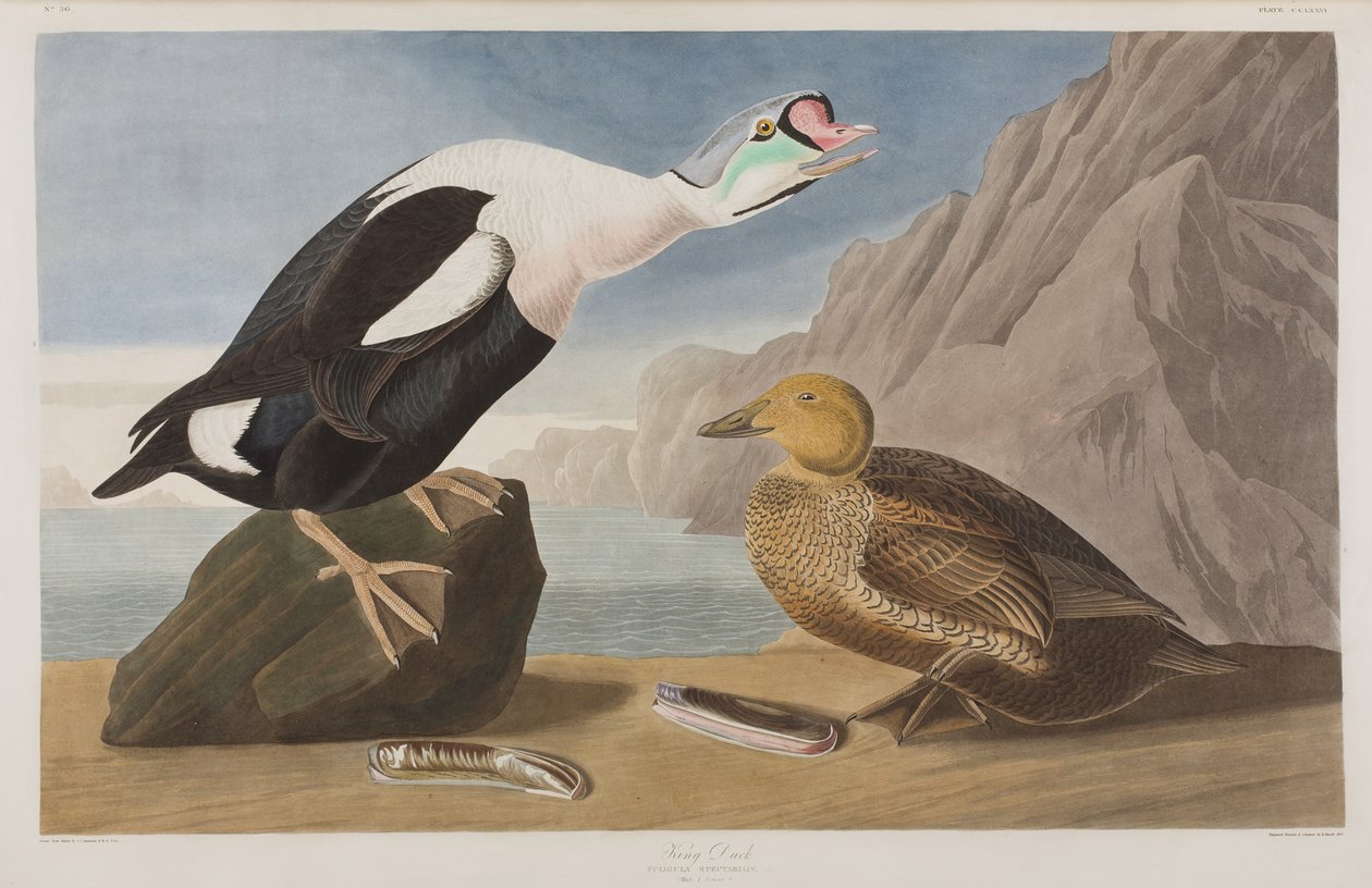 Illustrazione da 