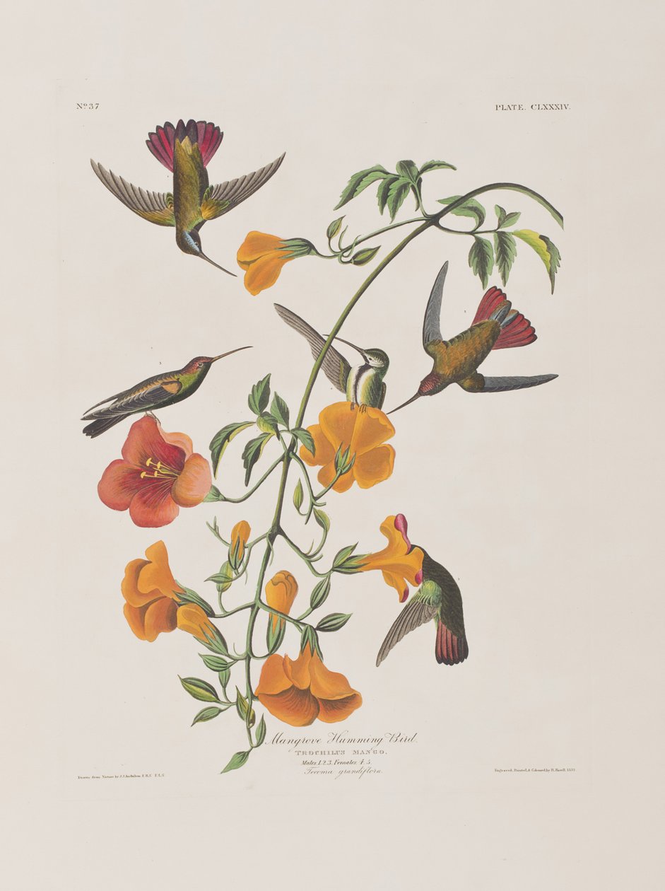 Illustrazione da 